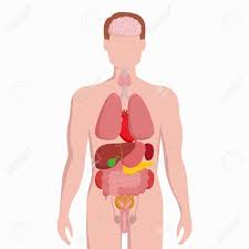 The epididymis is a long, coiled tube that rests on the backside of each testicle. Human Male Body With Internal Organs Schema Flat Infographic Poster Vector Illustration Man Silhouette With Lungs Heart Thyroid Stomach Liver Kidneys Intestine Pancreas Spleen Testicles Royalty Free Cliparts Vectors And Stock Illustration