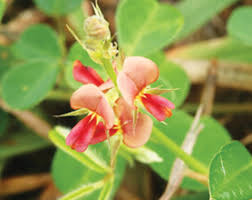 Image result for Alysicarpus zeyheri