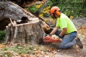 .breadth and more importantly the access to the tree, plus obstacles around the tree such as fences, houses, power lines, garden beds, etc. Tips And Guidelines To Follow If You Want To Find The Best Tree Removal Company Top Tree Service