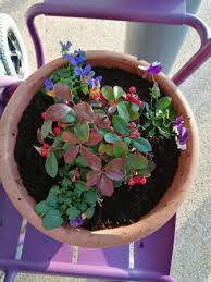 More images for gaultheria procumbens winter splash » New Year In Horatio S Garden Horatio S Garden