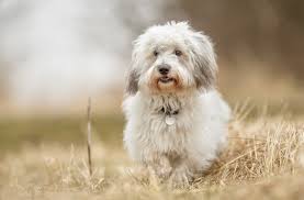 Come to empire puppies and add a little joy to your life. 5 Small White Dog Breeds That Make Great Pets Bechewy