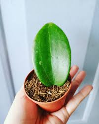 This hoya plant will be shipped in 3.5″ pot. Rare Mini Hoya Macgillivrayi Furniture Home Living Gardening Plants Seeds On Carousell