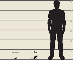 Unlike house mice, deer mice prefer to live outdoors in forests, grasslands, or farms. Rats And Mice Wildlife Illinois