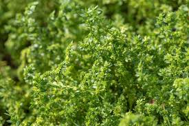 Image result for Hyparrhenia gossweileri