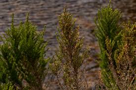 Image result for Cliffortia nitidula