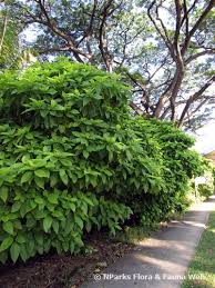 Image result for Pisonia