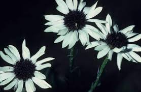 Image result for Callilepis laureola