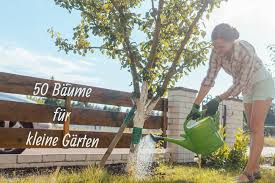 Wir stellen euch 7 schöne exemplare vor. 50 Baume Fur Kleine Garten Ultimative Liste