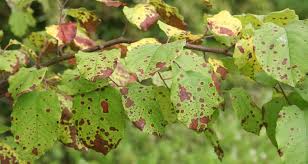 Newly planted fruit trees should be mulched annually for the first three or four years with bulky organic matter to conserve moisture and reduce competition from weeds and grass. 5 Tips For Fertilizing Fruit Trees My Garden Life