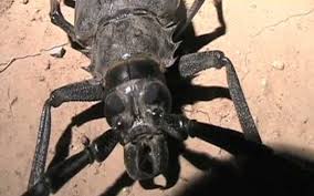 Unlike roaches, palo verde beetles are outdoor pests capable of causing a large amount of damage to landscaping. Palo Verde Tree Diseases Mesa Az Over 50 Years Experience