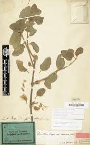 Image result for Antherotoma tenuis