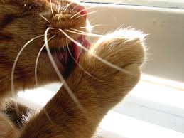 How to stop your kitten from biting. 6 Ways To Stop Risky Cat Chewing Without Losing Your Mind Natural Cat Care Blog