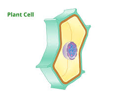 Maybe you would like to learn more about one of these? Learn Plant Cell Mitosis Karyokinesis In 3 Minutes