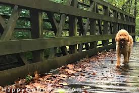 However, other people prefer to use a much more dog associated name such as rover, rex or bones female dog names. 150 Nature Dog Names For Outdoor Enthusiasts Happy Go Doodle