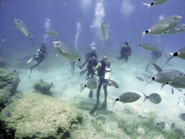 Little Bay Shore Dive Guide, Sydney
