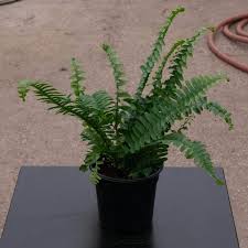 Image result for Nephrolepis