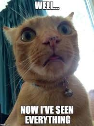 20 Surprised Face Memes Thatll Totally Make Your Day Surprised Face Meme Funny Animal Faces Memes