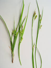 Image result for Carex angolensis