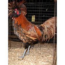 In addition to combs, they are adorned with large crests that nearly cover the entirety of the head. Cackle Hatchery Golden Laced Polish Chicken Straight Run Male And Female 429 Blain S Farm Fleet
