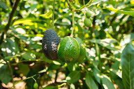 Prune horizontal branches developing low to the ground, as these interfere with tree access. My Avocado Tree Is Not Producing Fruit Fruit Trees