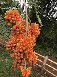 Image result for Colvillea