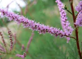 Image result for tamarix ramosissima pink cascade