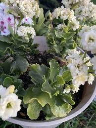 Image result for Kalanchoe blossfeldiana