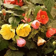 Image result for Abutilon sonneratianum