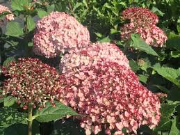 We did not find results for: Hydrangea Arborescens Incrediball Blush Smooth Hydrangea From Pleasant Run Nursery