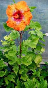 Hidden Valley Hibiscus Pruning Hibiscus Hibiscus Tree Care Hibiscus Tree Hibiscus Plant