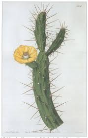 So here is my blog post for the lower rio grande valley (lrgv), which i visited with my field assistant beth bannister from march 3 through 5. Opuntia Index Part 1 Introduction And A B