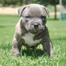 Blue Nose Pitbull Puppies For Sale Price Range And Details Blue Nose Pitbull Puppies Blue Nose Pitbull Pitbull Puppies For Sale