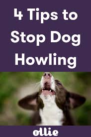 Dog Howling Why Dogs Howl And How To Get Them To Stop Dog Boarding Near Me Dog Advice Dog Shots
