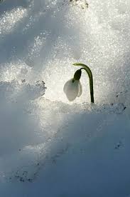 Ecco 15 fiori invernali, per il vostro matrimonio d'inverno. C E Un Fiore Per Te Pagina 49 Paesaggi Scene Invernali Natura Meravigliosa