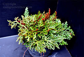 Image result for Selaginella afrorum
