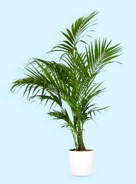 Image result for Howea