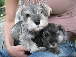 Akc Miniature Schnauzer Puppies Price 400 00 For Sale In Donegal Mississippi Best Pets Online