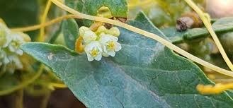Image result for Cuscuta australis