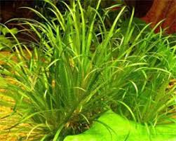 Image result for Blyxa aubertii