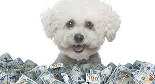 Some puppies for sale may be shipped worldwide and include crate and veterinarian checkup. Bichon Frise Price How Much Does This Teddy Bear Dog Cost