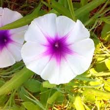 Image result for Ipomoea sinensis