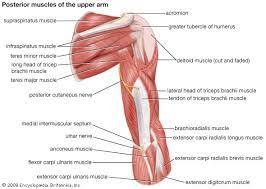 Superficial muscles of the posterior forearm: Arm Definition Bones Muscles Facts Britannica