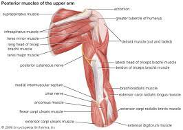 In these diagrams, the brachioradialis muscle is indicated. Arm Definition Bones Muscles Facts Britannica