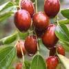 Ang cho diyakini mampu menjaga stamina tubuh lantaran berkhasiat menjaga suplai energi. Https Encrypted Tbn0 Gstatic Com Images Q Tbn And9gcqdnrg4rfuj2hdgyot1c5xnpw09owyxwuxpnzkhrr6g21xsmfth Usqp Cau
