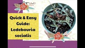 Image result for Ledebouria Unidentified sp. no4.