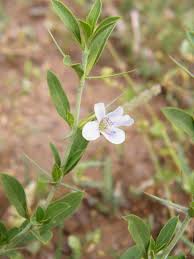 Image result for Barleria virgula