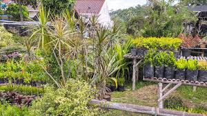 Bunga anyelir ini adalah tanaman hias perkarangan dan pot, anyelir berasal dari daerah mediterania. Infopublik Bisnis Tanaman Hias Di Temanggung Tidak Terpengaruh Pandemi Covid 19