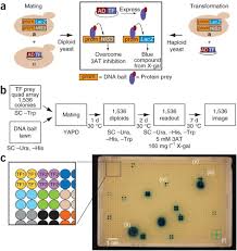 Enhanced Yeast One Hybrid Assays For High Throughput Gene