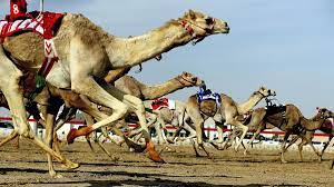 Camel racing, sport of running camels at speed, with a rider astride, over a predetermined course. Thousands Flock To Dubai Camel Tournament The National
