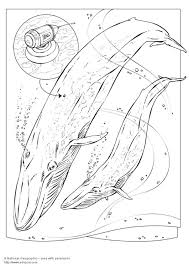 Blue whale coloring pages are a fun way for kids of all ages to develop creativity, focus, motor skills and color recognition. Coloring Page Blue Whale Free Printable Coloring Pages Img 5734
